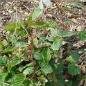 Rubus microphyllus 'Variegatus' P18 (3)